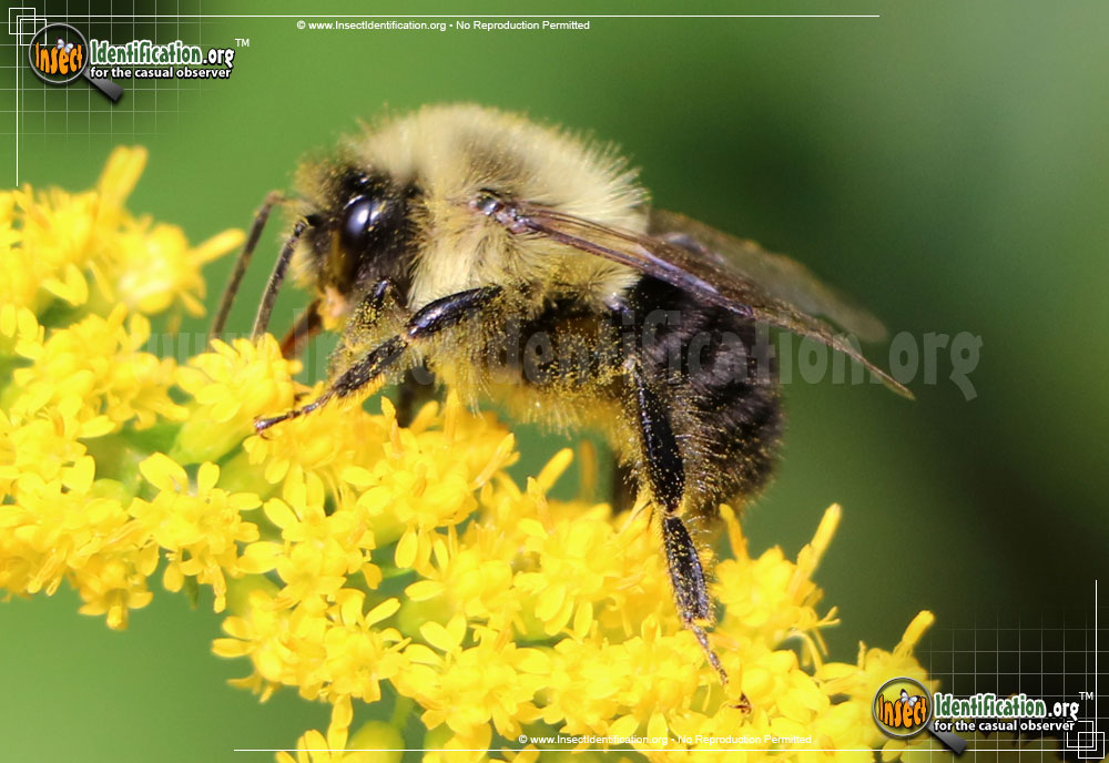 Bumble Bee  Ark Pest Control & Prevention
