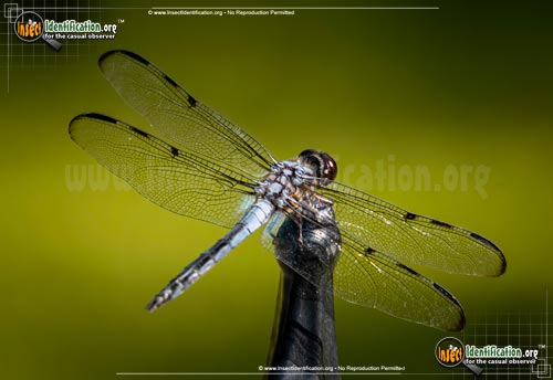 Thumbnail image of the Bar-Winged-Skimmer-Dragonfly