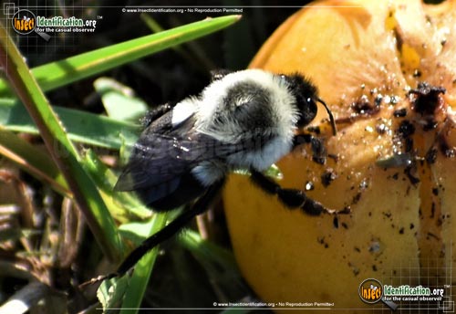 Thumbnail image #11 of the Common-Eastern-Bumble-Bee