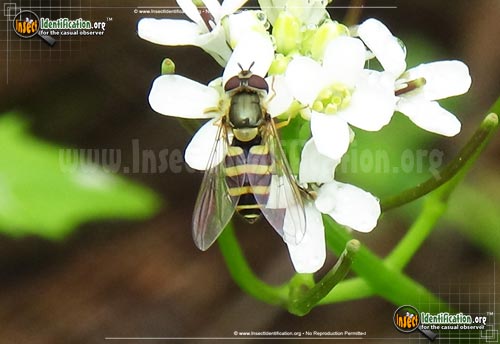 Thumbnail image of the Flower-Fly-Syrphus-torvus