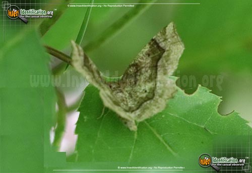 Thumbnail image of the Refracted-Metarranthis-Moth