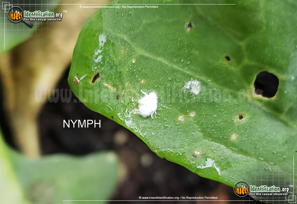 Full-sized image of the Northern-Flatid-Planthopper