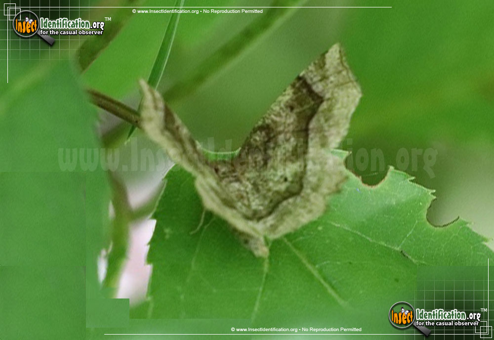 Full-sized image of the Refracted-Metarranthis-Moth