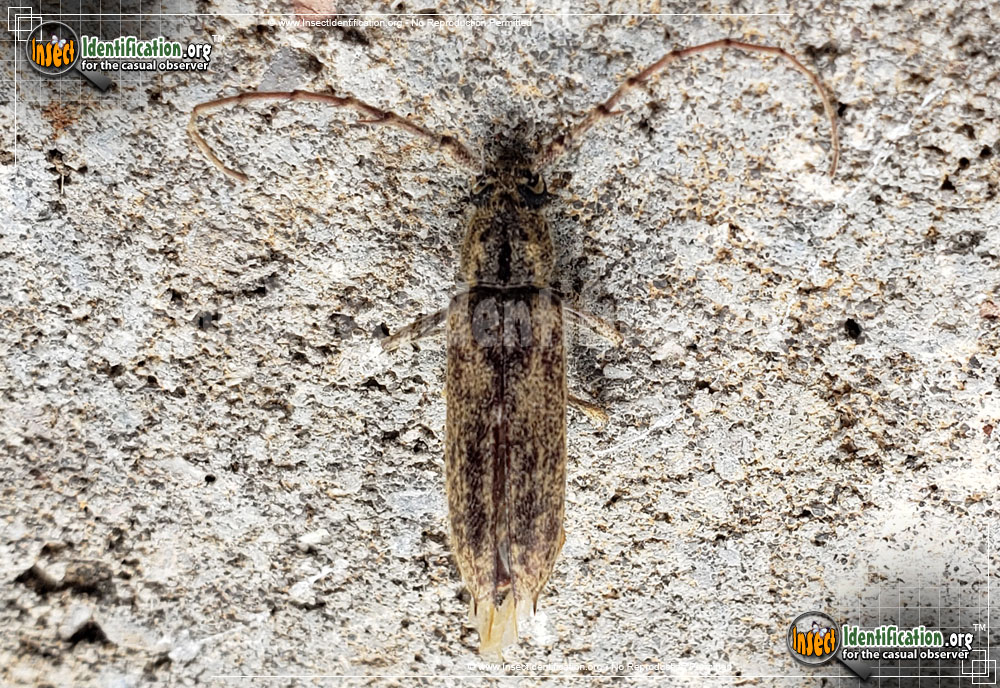 Full-sized image of the Spined-Oak-Borer-Beetle
